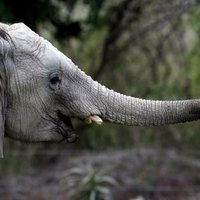 Namībija vides aizsardzības vārdā pārdod 170 ziloņus