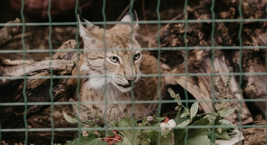 Rīgas zoodārza lūsēnus sauks Rūdis un Rasa