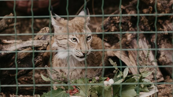 Rīgas Zoodārza lūsēni Rūdis un Rasa - 22