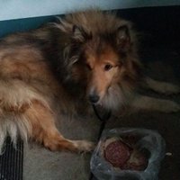 В Кенгарагсе украли собаку: животное истязали и сексуально использовали