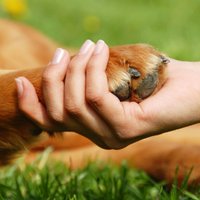 Ветеринары: коронавирус не опасен для домашних животных