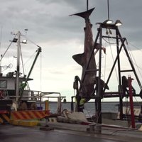 У берегов Австралии поймана редкая гигантская акула