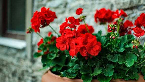 pelargonijas, pelargonija