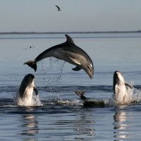 Дельфины американских ВМС обнаружили уникальную торпеду