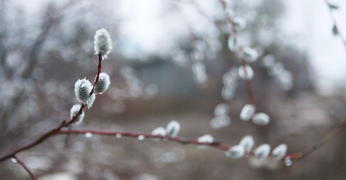 В субботу ожидается сухая и ветреная погода