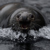 Тюленей-каннибалов впервые сняли на видео
