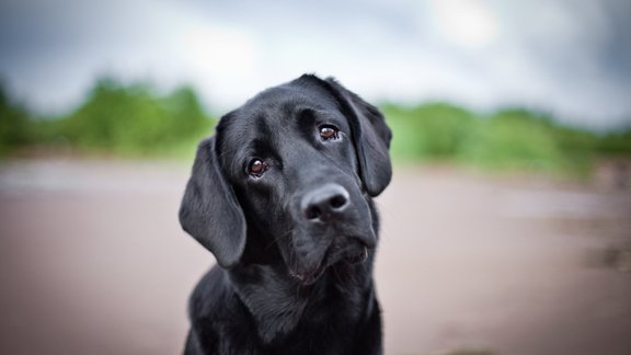 melns suns labradors skatiens