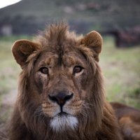 Foto: No Sīrijas kara zonas izglābtā lauva Saīds palaists savvaļā Dienvidāfrikā
