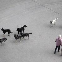 Ulanudē agresīvu suņu dēļ grasās apturēt likumu par humānu attieksmi pret dzīvniekiem