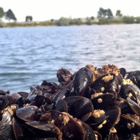 Ar gliemeņu audzēšanu cīnās pret Baltijas jūras piesārņojumu