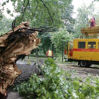 Krītošs koks Rīgā sabojājis četras vieglās automašīnas