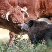 ФОТО: В Германии кабан ушел из леса в стадо коров