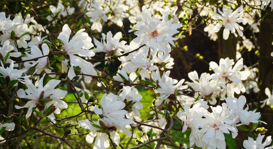 Nemaz nav neiespējami. Kā savā dārzā izaudzēt magnoliju koku