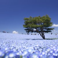 Visa krāsu palete pa zemi - krāšņākais ziedu parks Japānā