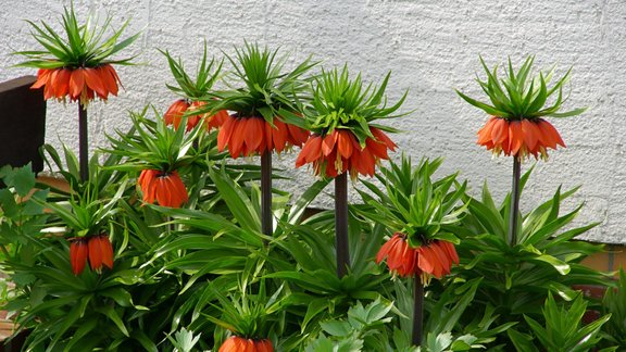 fritilārijas pavasara puķes dobe