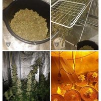 В Риге нашли теплицы, в которых выращивали марихуану