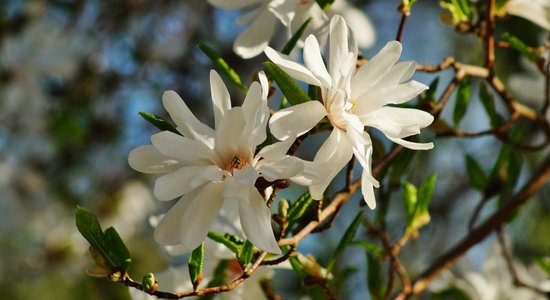 Magnolija – skaistums, kas zied vēl pirms lapu plaukšanas