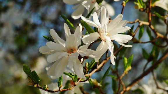 daiļdārzs, košumkrūms, magnolija, 'Royal Star'