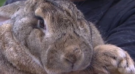 Pasaulē resnākais trusis sver 24 kilogramus