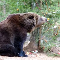 Foto: Dzīres Līgatnes dabas takās – zvēriņi mielojas ar gardumiem