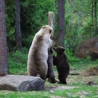 Foto: Trīs lāču bērniņi draiski rāpjas kociņā