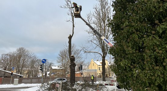 Ventspils centrā zāģē simtgadīgu kastaņu aleju; viedokļi dalās