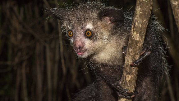 Slaidpirkstainis, nakts lemurs