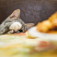 Kāpēc kaķiem patīk nogrūst lietas no galda