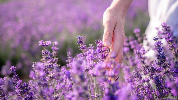 lavanda, lavandas lauks