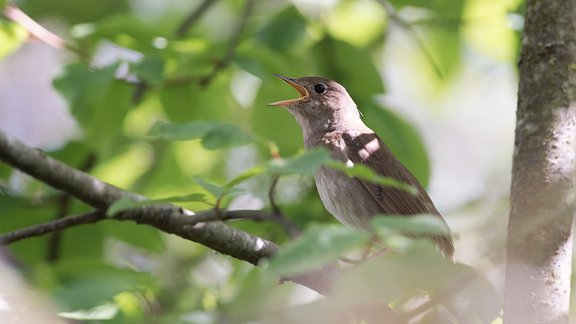 Luscinia luscinia lakstīgala