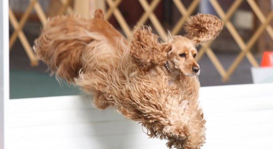 Video: Izmanīgs kokerspaniels nočiepj saimniekam cepumu