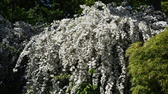 Deicijas, deicija, Deutzia Gracilis Nikko