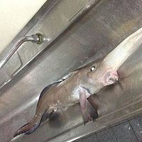 Pie Kanādas krastiem noķerta ļoti dīvaina zivs
