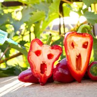 Так ли страшен ГМО? 10 распространенных и ложных мифов о вреде модифицированных культур