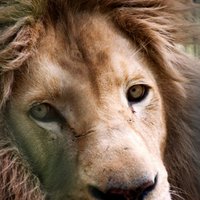 Спасенных из цирка львов убили ради ритуальных целей