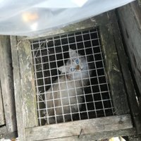 ЧП в кошачьем "питомнике" под Ригой: полиция изъяла 45 животных