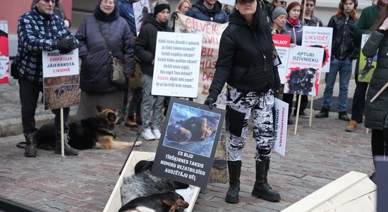 PVD izvērtēs dzīvnieku līķu izmantošanu piketā pie Saeimas