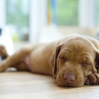 Mūžīgā snauda: kāpēc suņi tik ilgi guļ