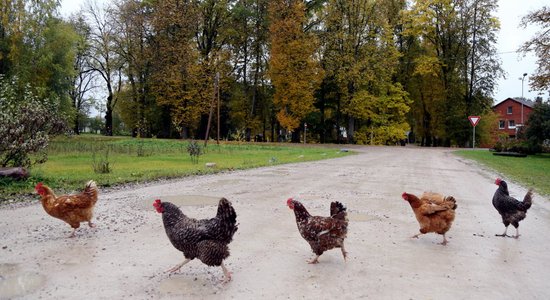 Можно ли держать кур и скот в Риге и других городах? Что говорит закон