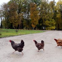 Šogad pastiprināti kontrolēs Latvijā ievesto putnu gaļu un olas