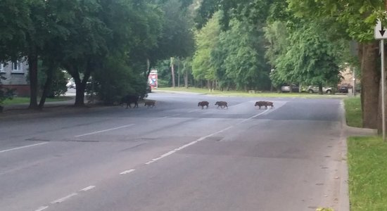 Mežacūkas kārtējo reizi vico pa galvaspilsētas ielām