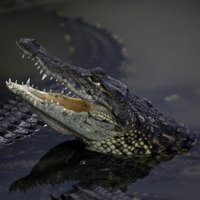 Likumsargi mājas pagrabā Sanktpēterburgā atrod krokodilu un 'kalašņikovus'