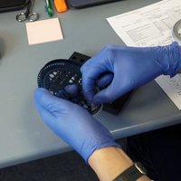 Latvijas zinātnieki strādā pie Āfrikas cūku mēra vakcīnas