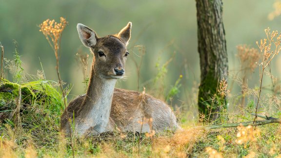 Red deer staltbriedis