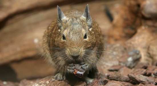 Kas jāzina jaunajam degu saimniekam?