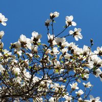 Foto: LU Botāniskajā dārzā plaukst pirmās magnolijas un citi pavasara vēstneši