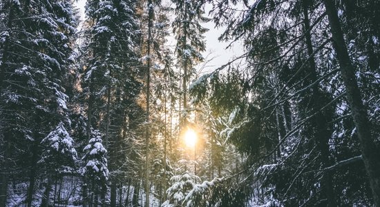 Visjutīgākā pret piesārņojumu. Egļu meži Latvijā – vēsture, vērtība un nākotne