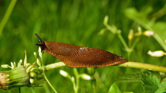 Arion lusitanicus Spānijas kailgliemezis