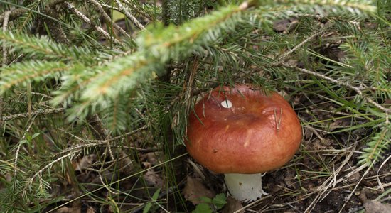 В Латвийском музее природы проходят Дни грибов