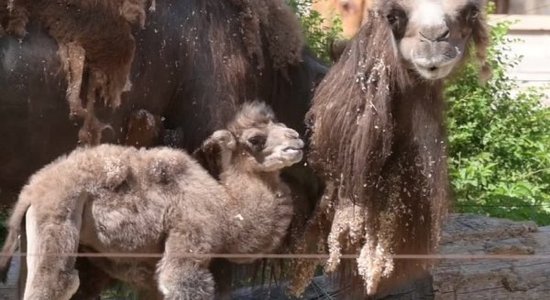 ФОТО, ВИДЕО: В Рижском зоопарке родился верблюжонок